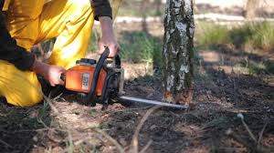 How Our Tree Care Process Works  in Oak Ridge, FL